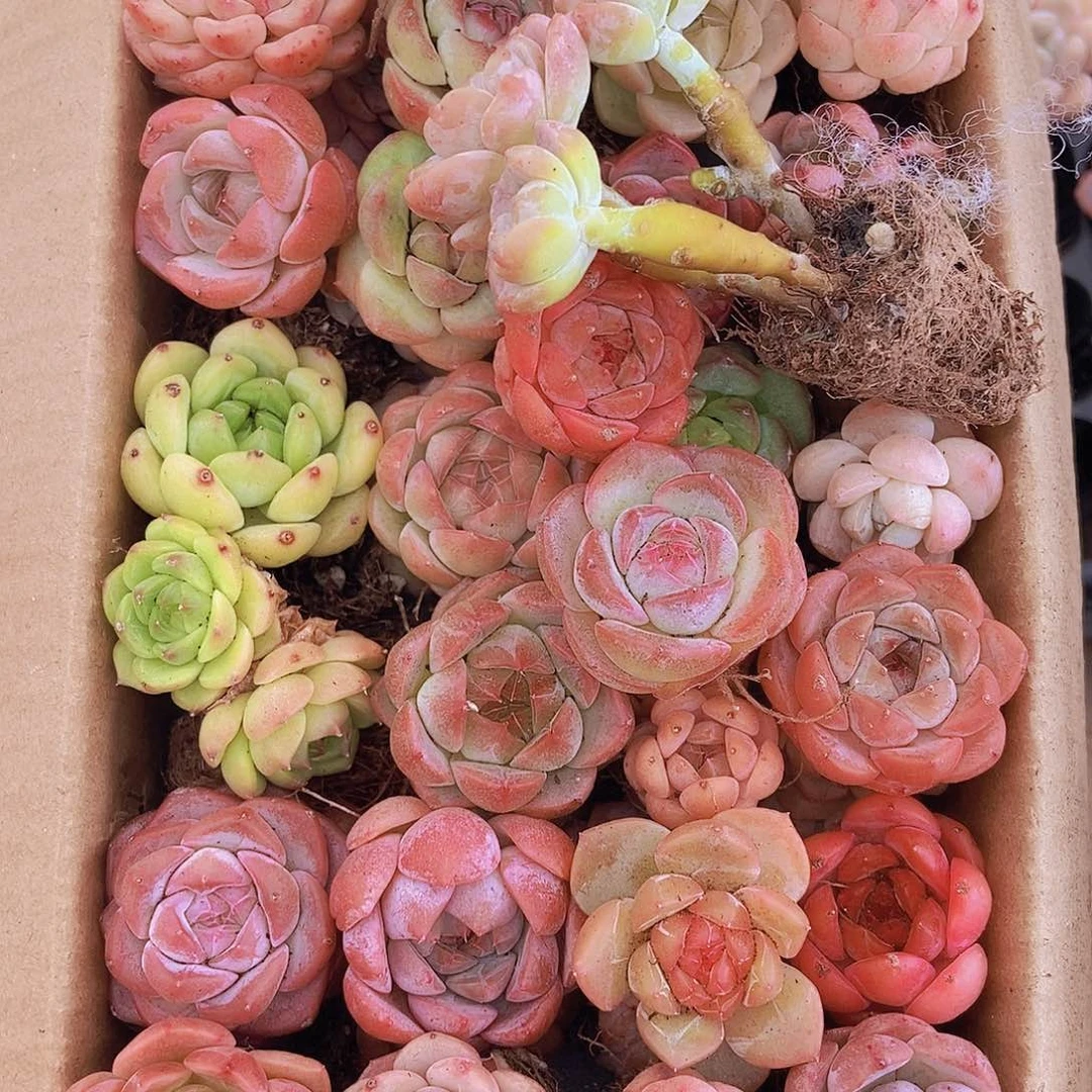 00000001量拍保底20颗，小