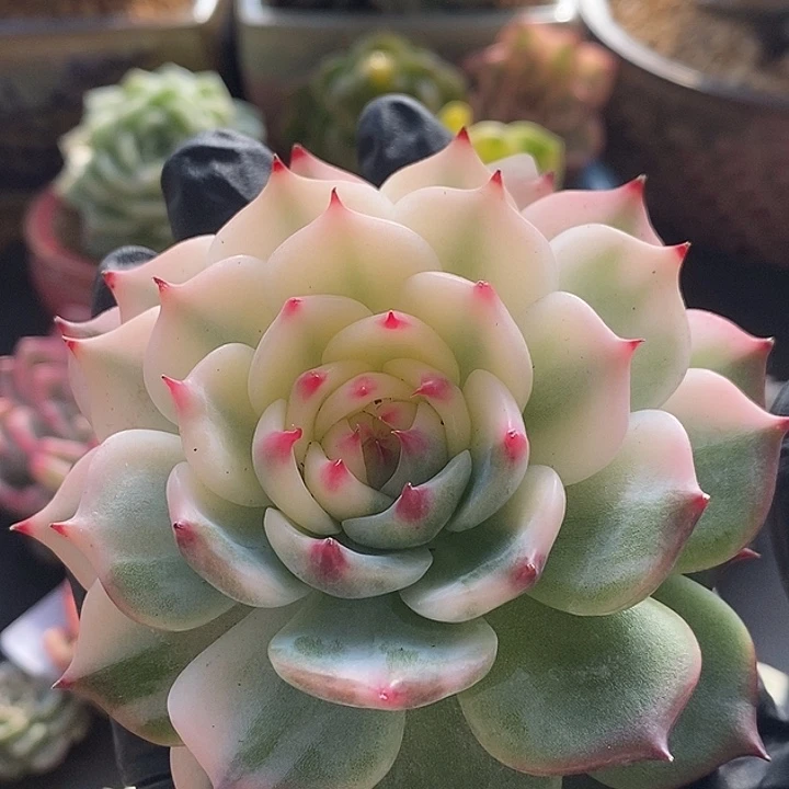 懂***吉娃娃锦9厘米多肉植物