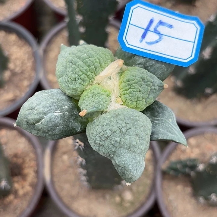 凌***半袖蒲嫁接仙人球15