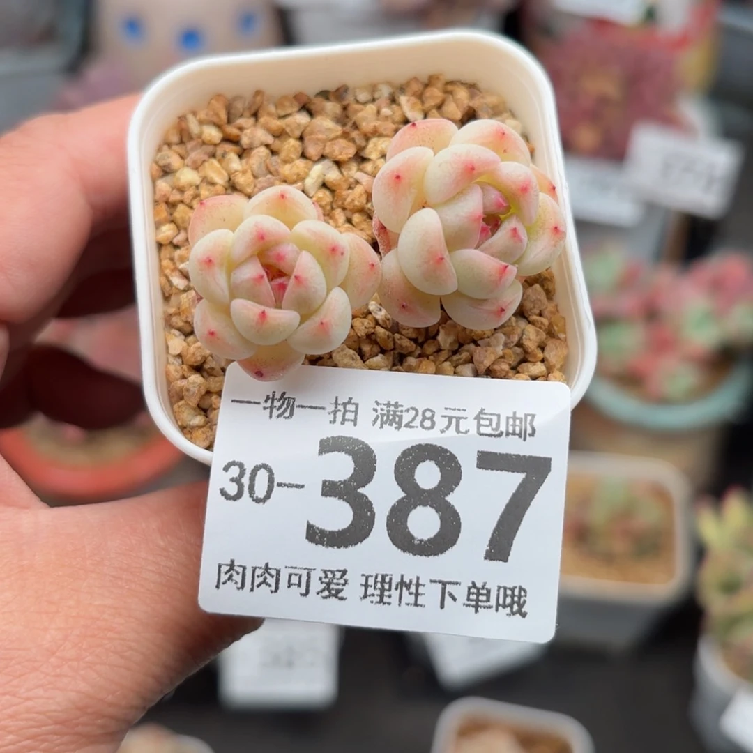 蜜桃糖心多肉多多肉多