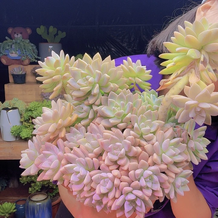 淡雪多肉植物好看