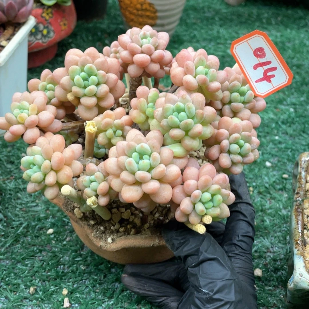 014 一物一拍28包邮非偏远