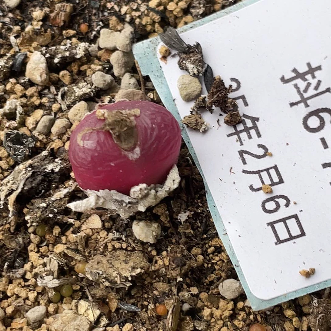 w****〆6-72肉锥多肉植物