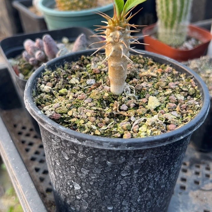 鬼切阁，一物一拍，