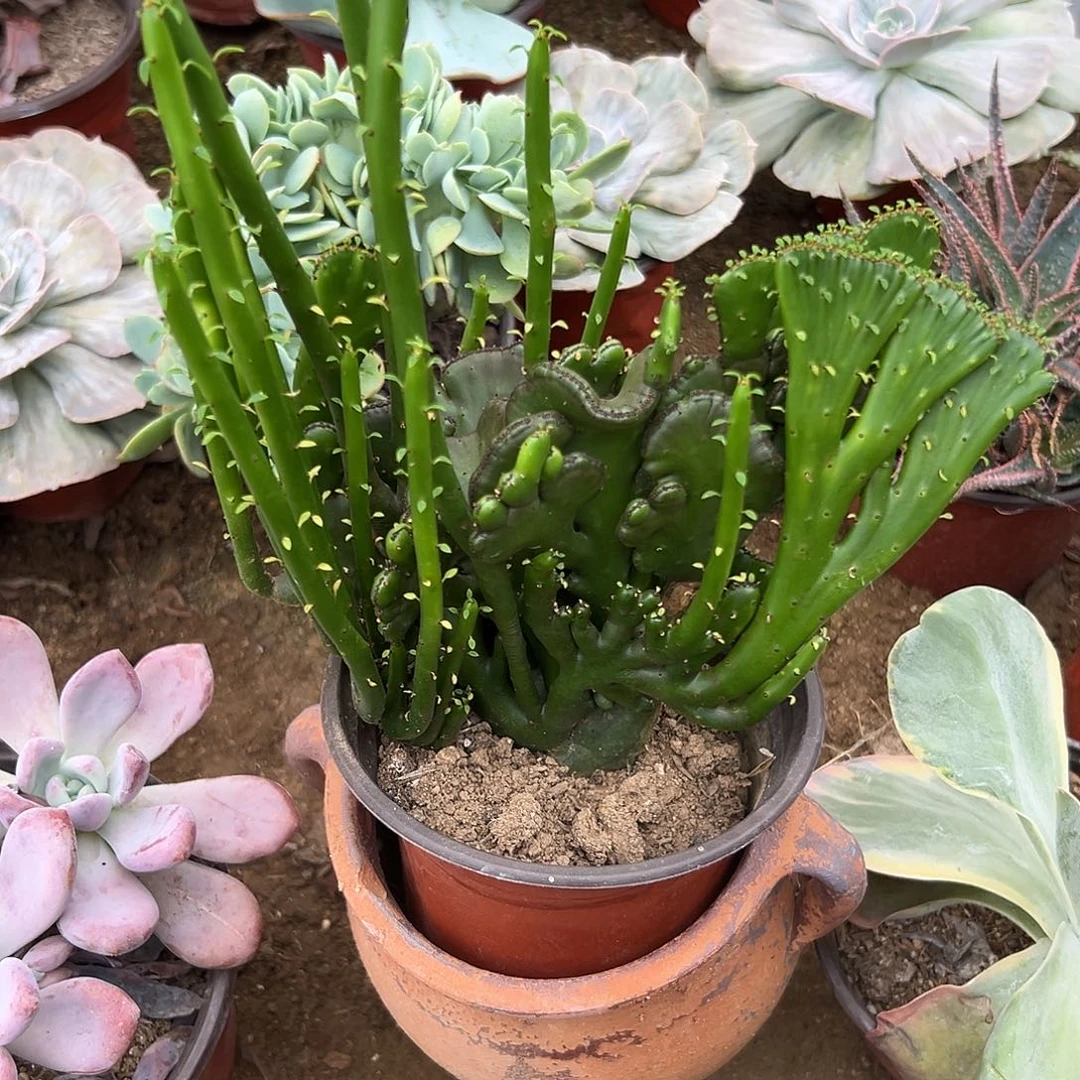 多肉植物珊瑚群生