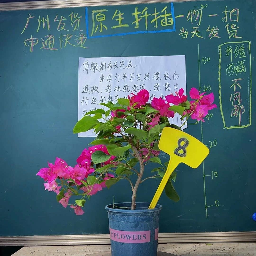 当前无花栽培后可以开花 造型杆 玫瑰红 8