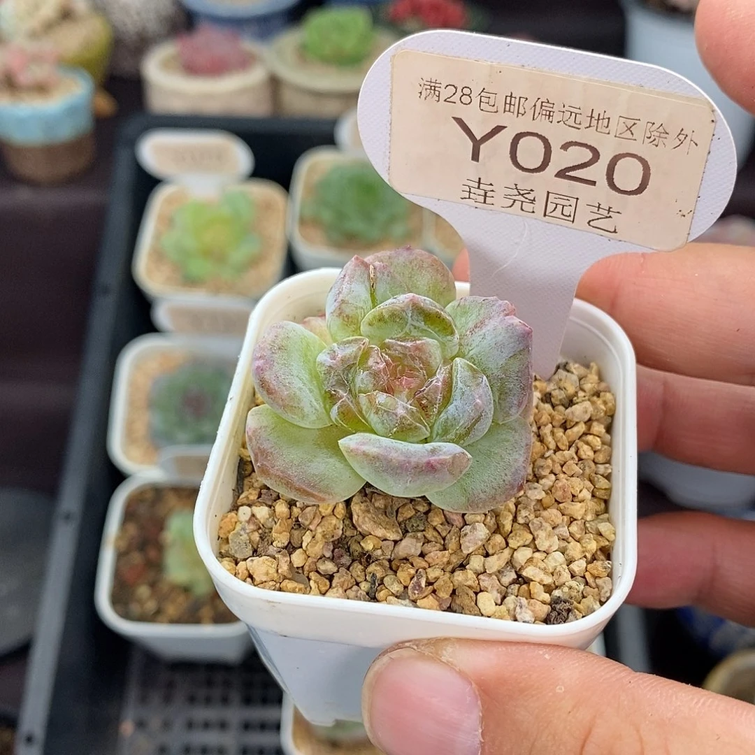 0020 X24 石化 3cm