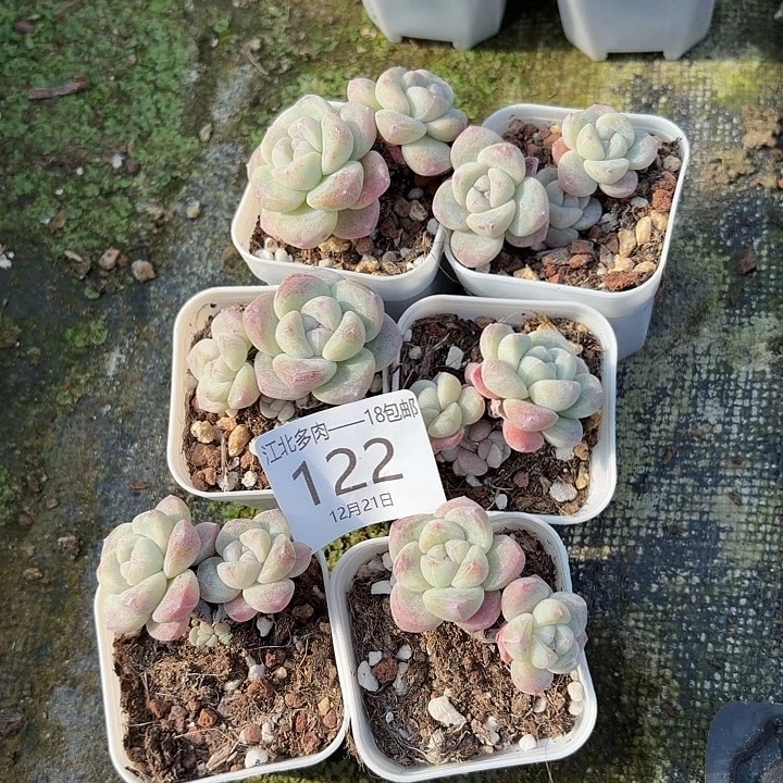 思***邪122号哈哈哈哈哈号