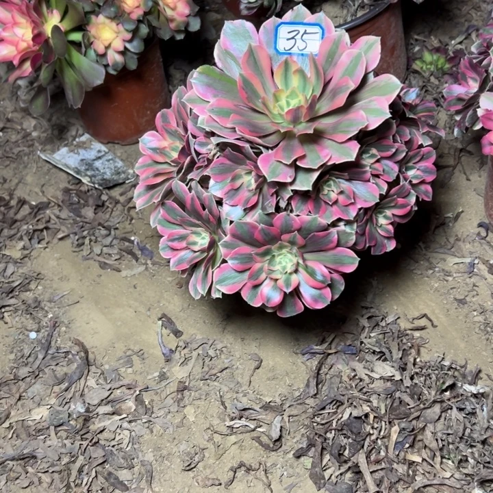 多肉植物粉女妖法师35