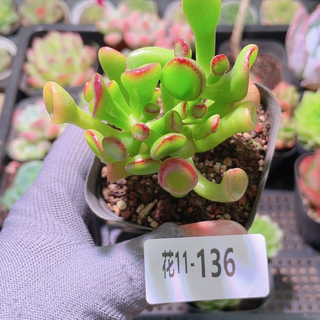 花利美11-136吸财树