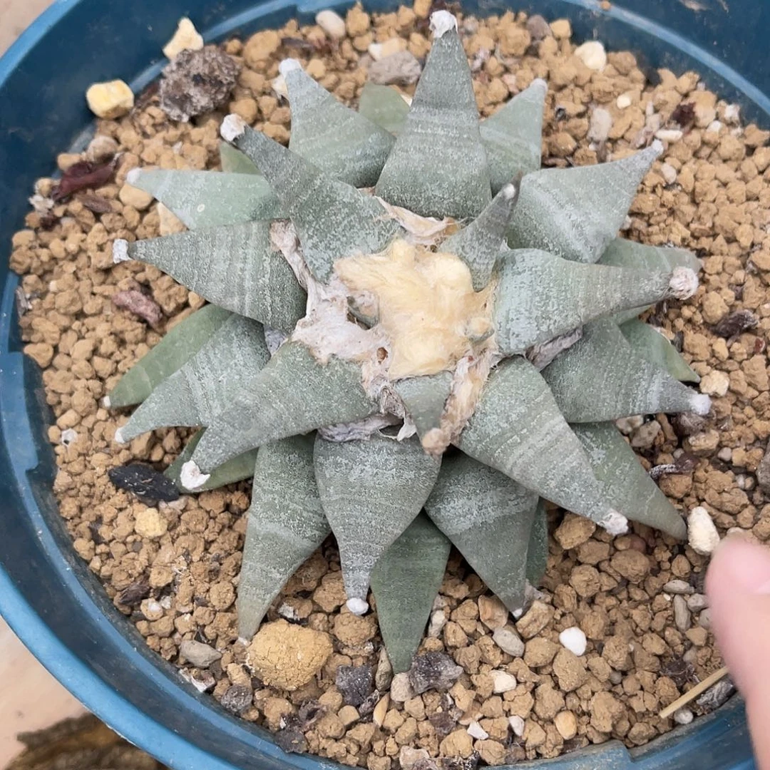 牡丹大单头一物一拍