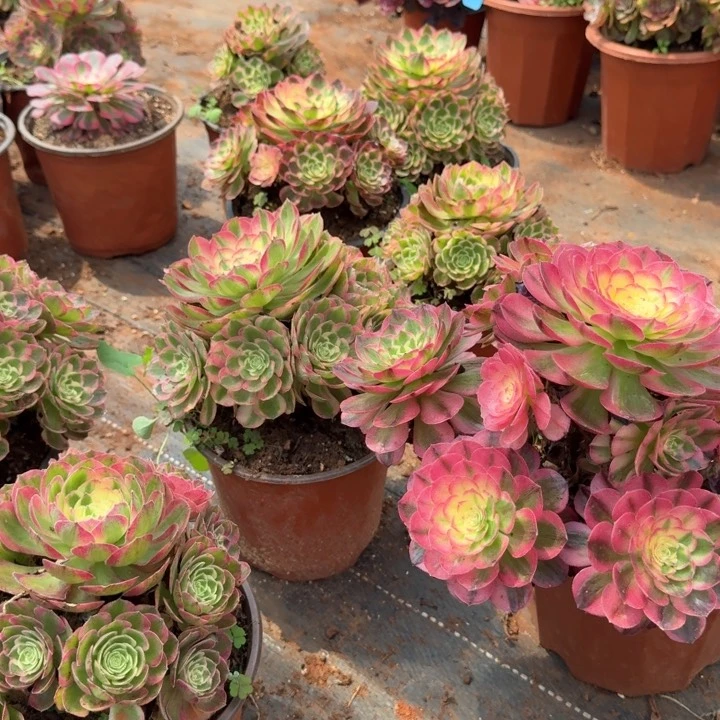海仙手捧花啊啊啊啊