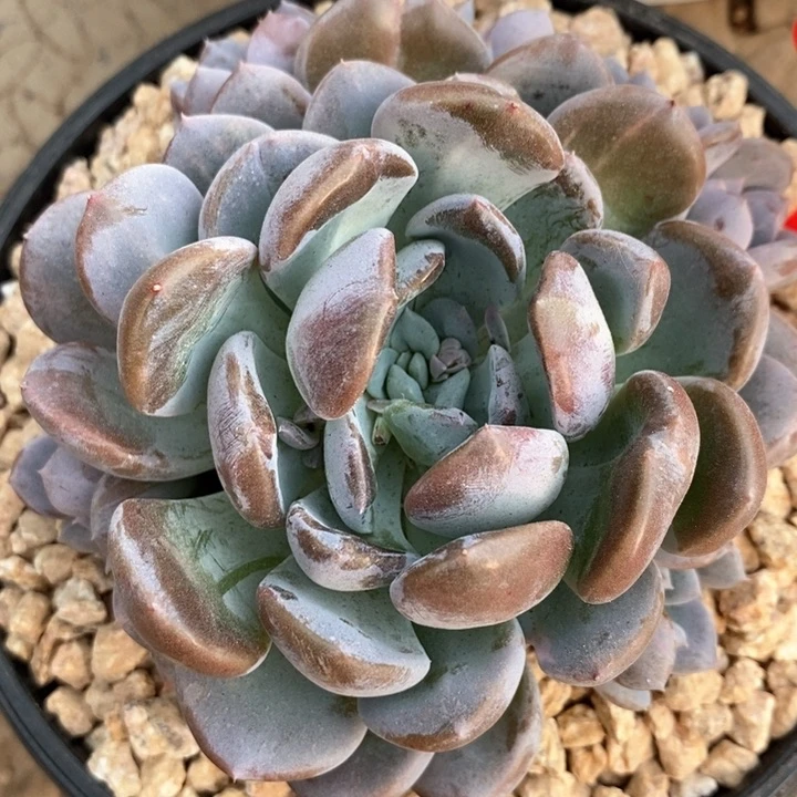 子*?我是真的很喜欢