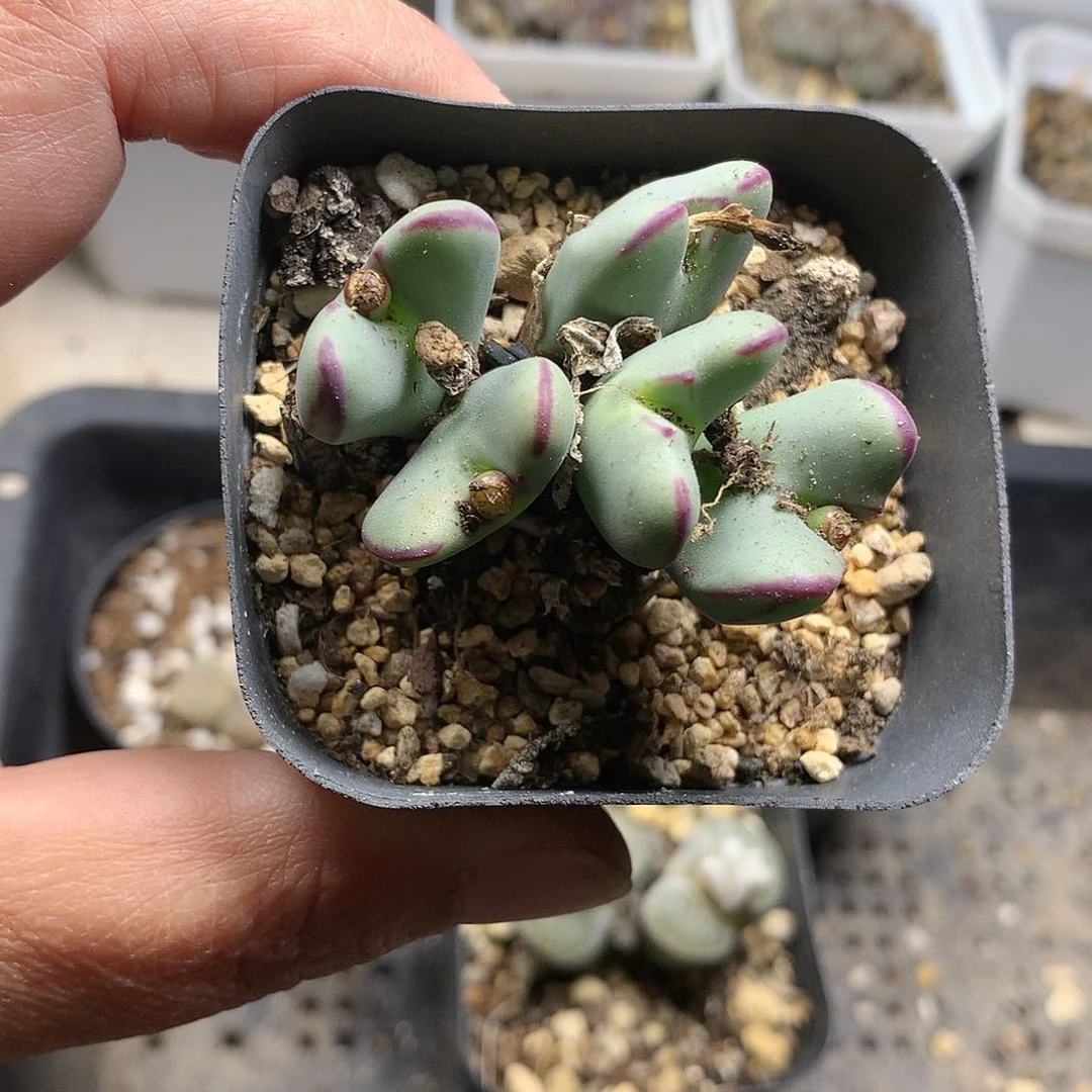 K****灵T353多肉植物保护