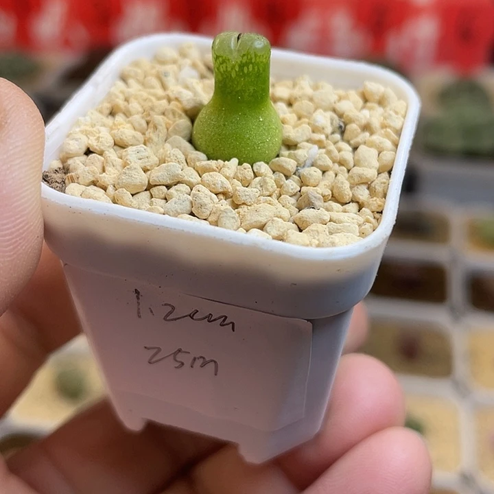 佳人园艺多肉生石花葫芦25