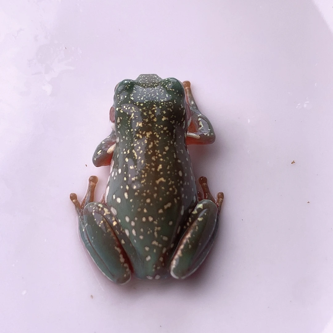 老爷树蛙8号精品暴雪！推荐！