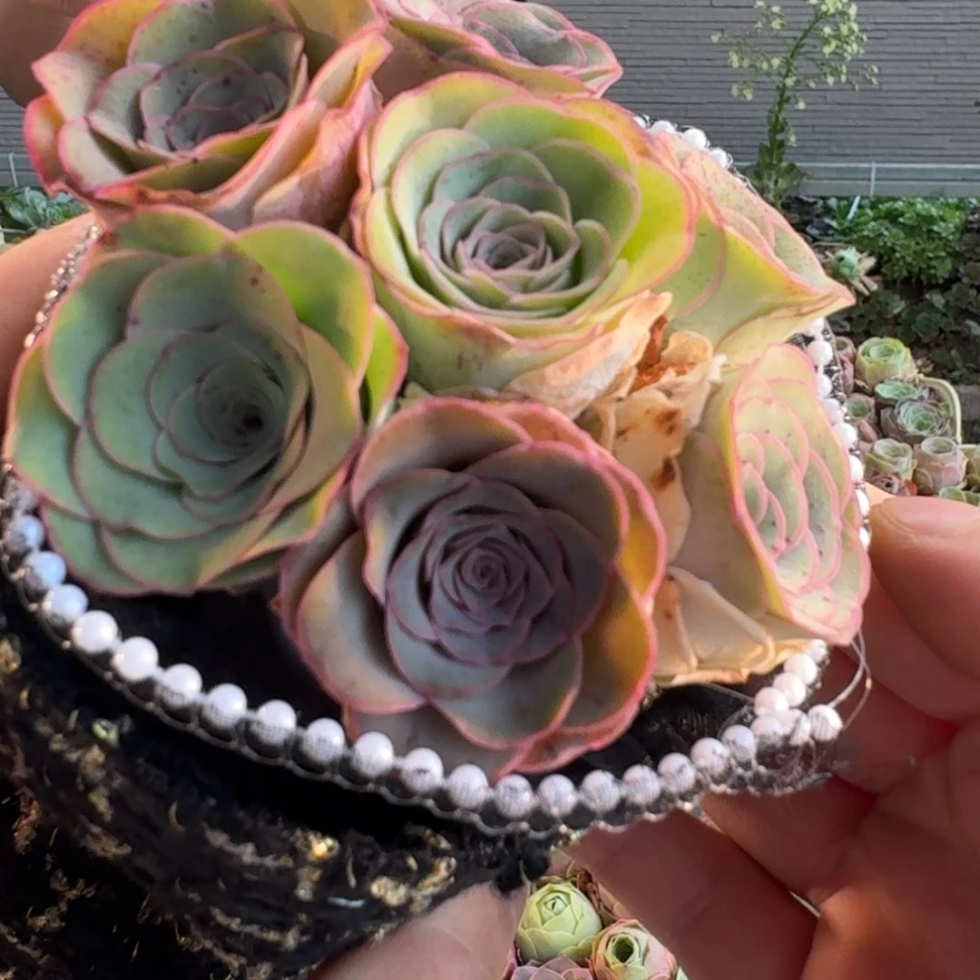 用****6A613 小香风花束