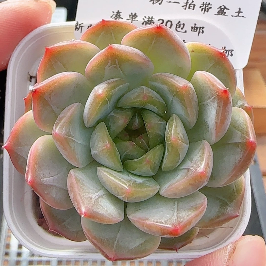 多肉0629-26暗纹暗纹