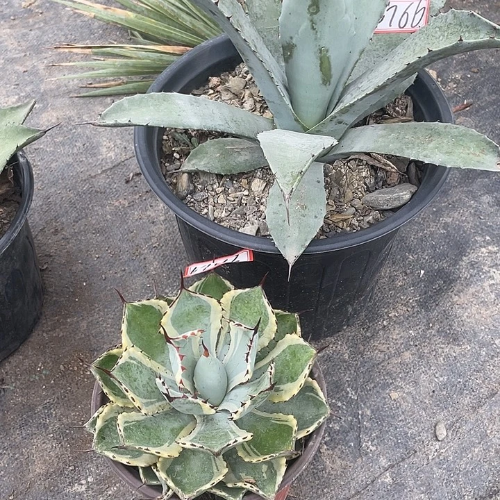 一***无花朵龙舌兰绿色植物