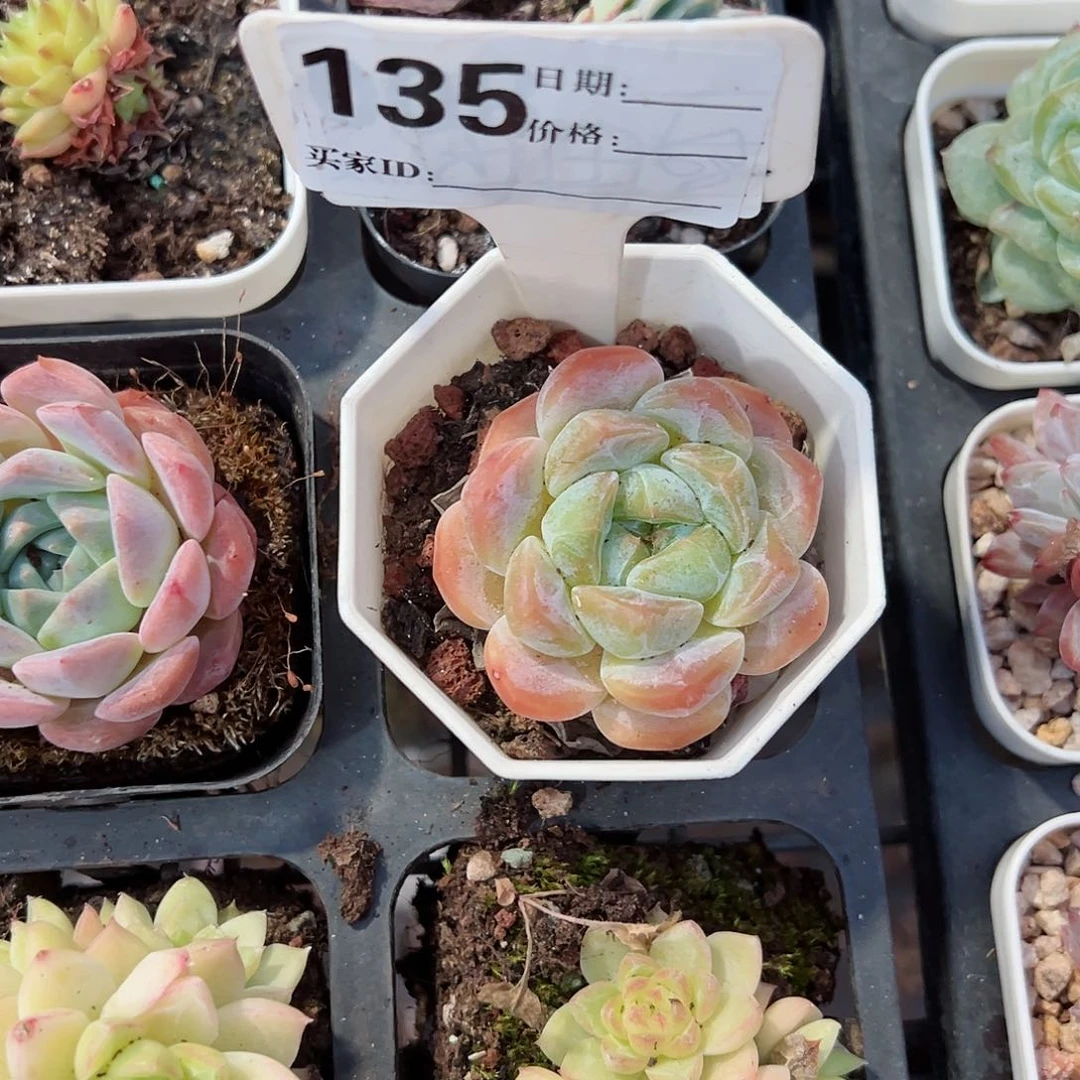 135狼心十八包邮