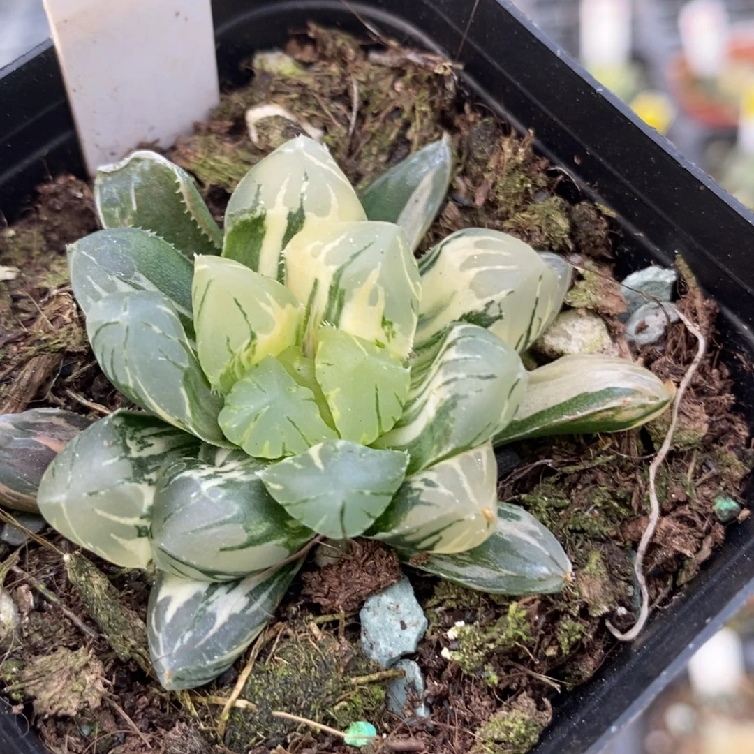 111玉露锦一物一拍