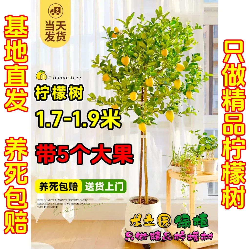 柠檬树养护夏季成活栽培带盆顺丰包邮老苗发货结果带花精选带果树