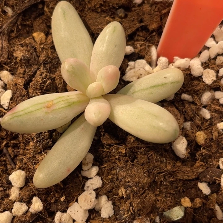 红手指白腹轮锦392号的啊啊多肉啊