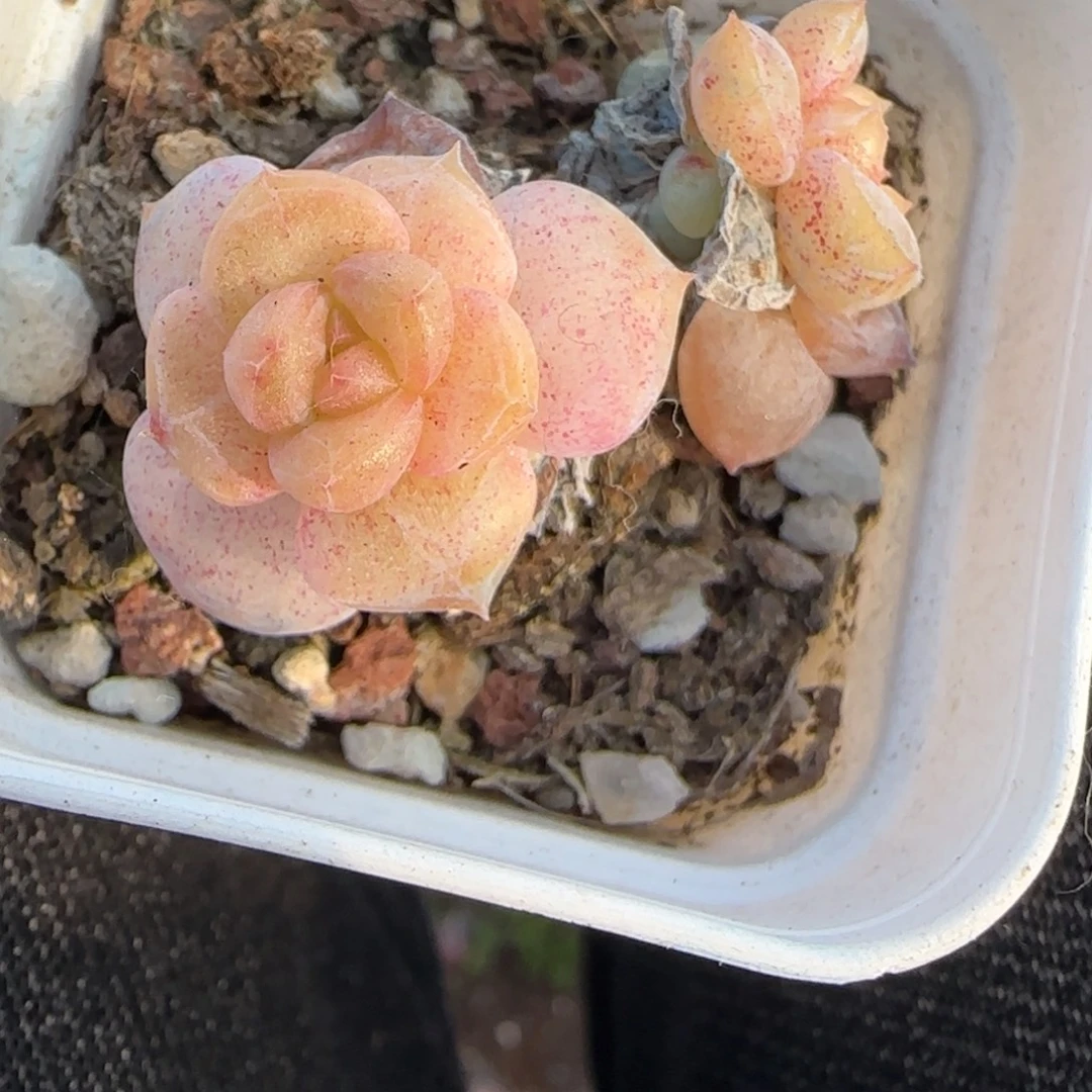 多肉小卡拉米糖心一物一拍