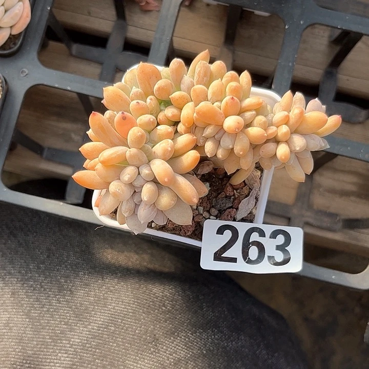 春*多肉植物一物一拍