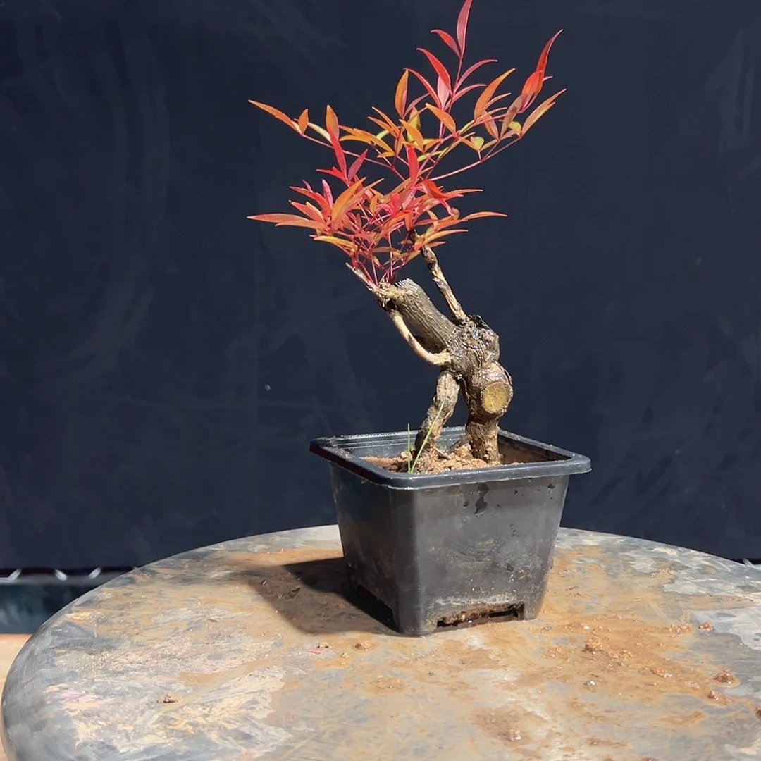 不开花植物A777777