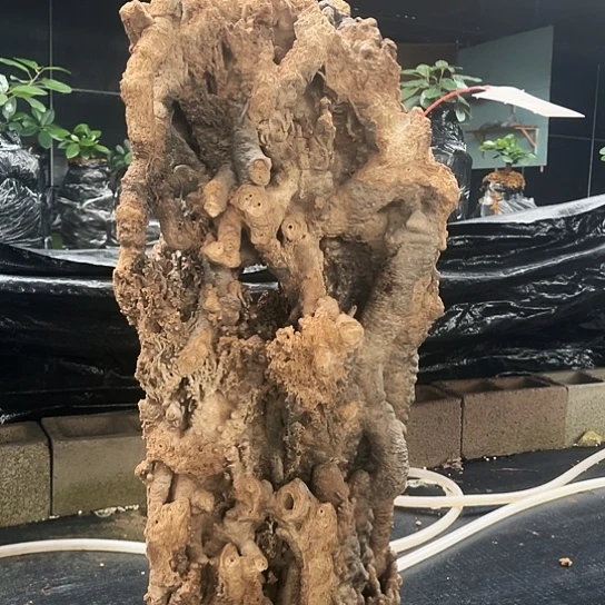 无花朵上水石吸水石