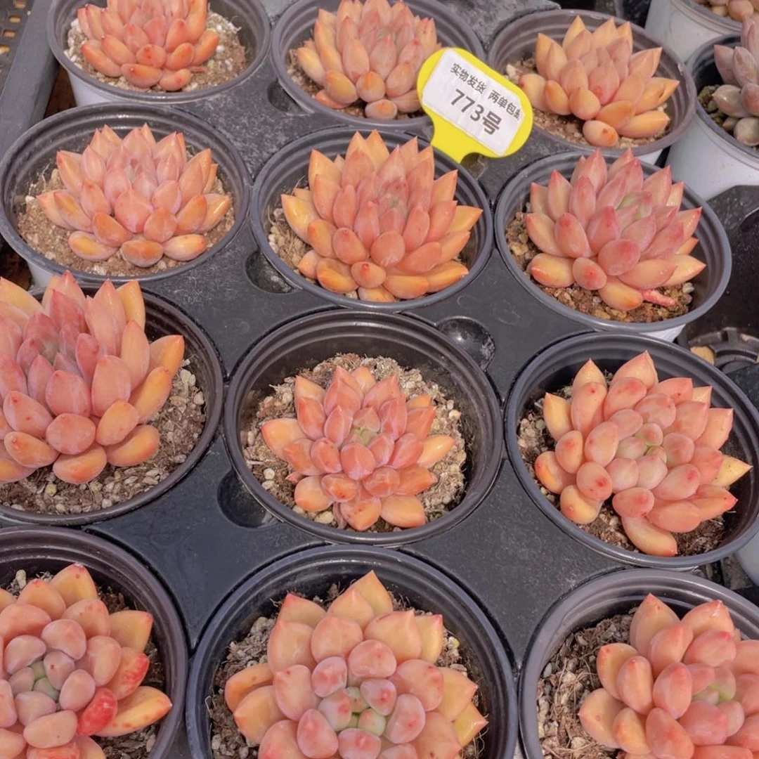 773号 黄金车厘子单头一个