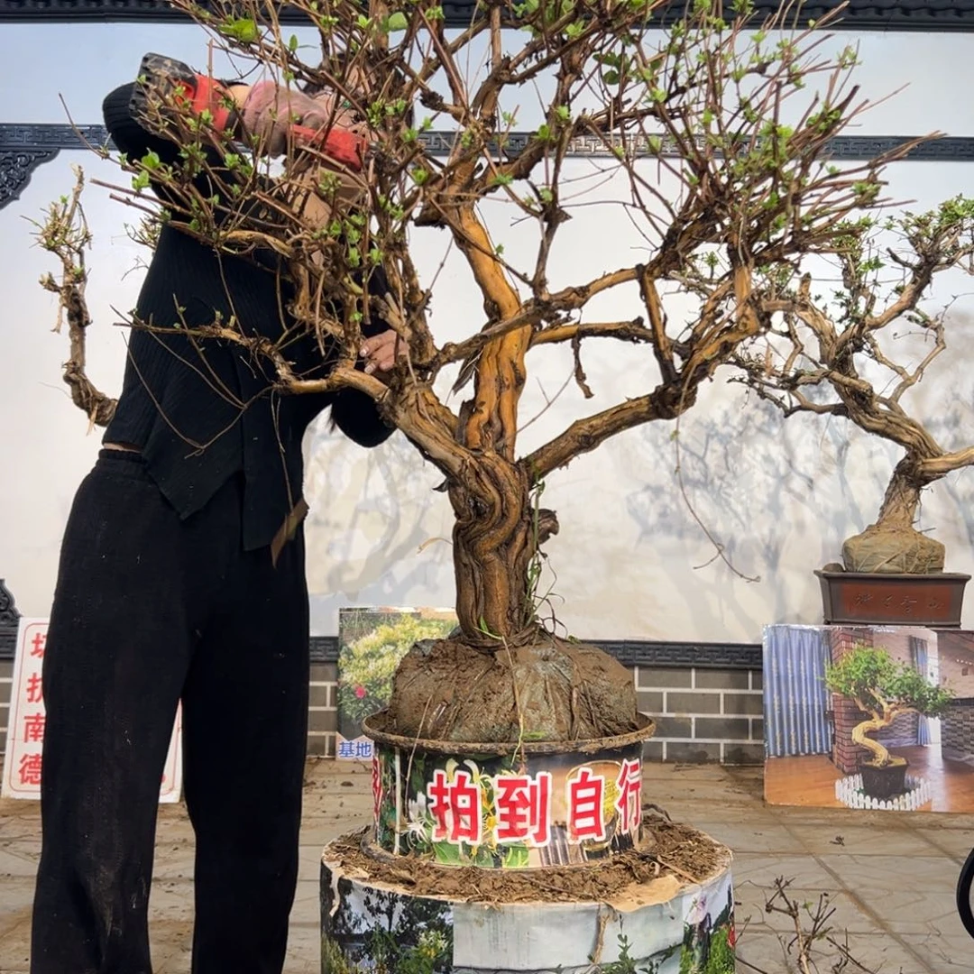 完全开放金银花88888