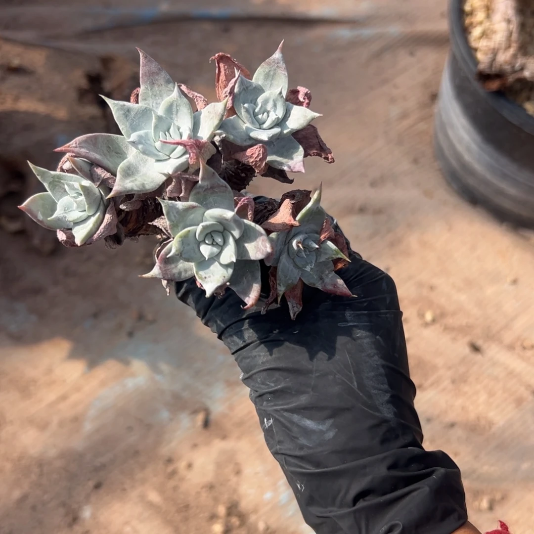 可可爱爱～一物一拍280