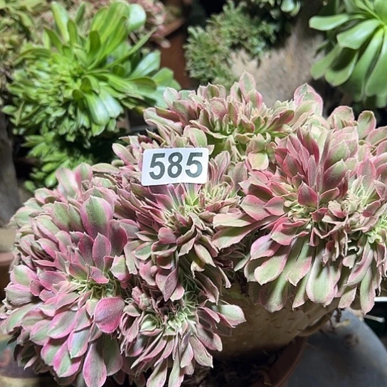 用***4多肉植物一个女巫585