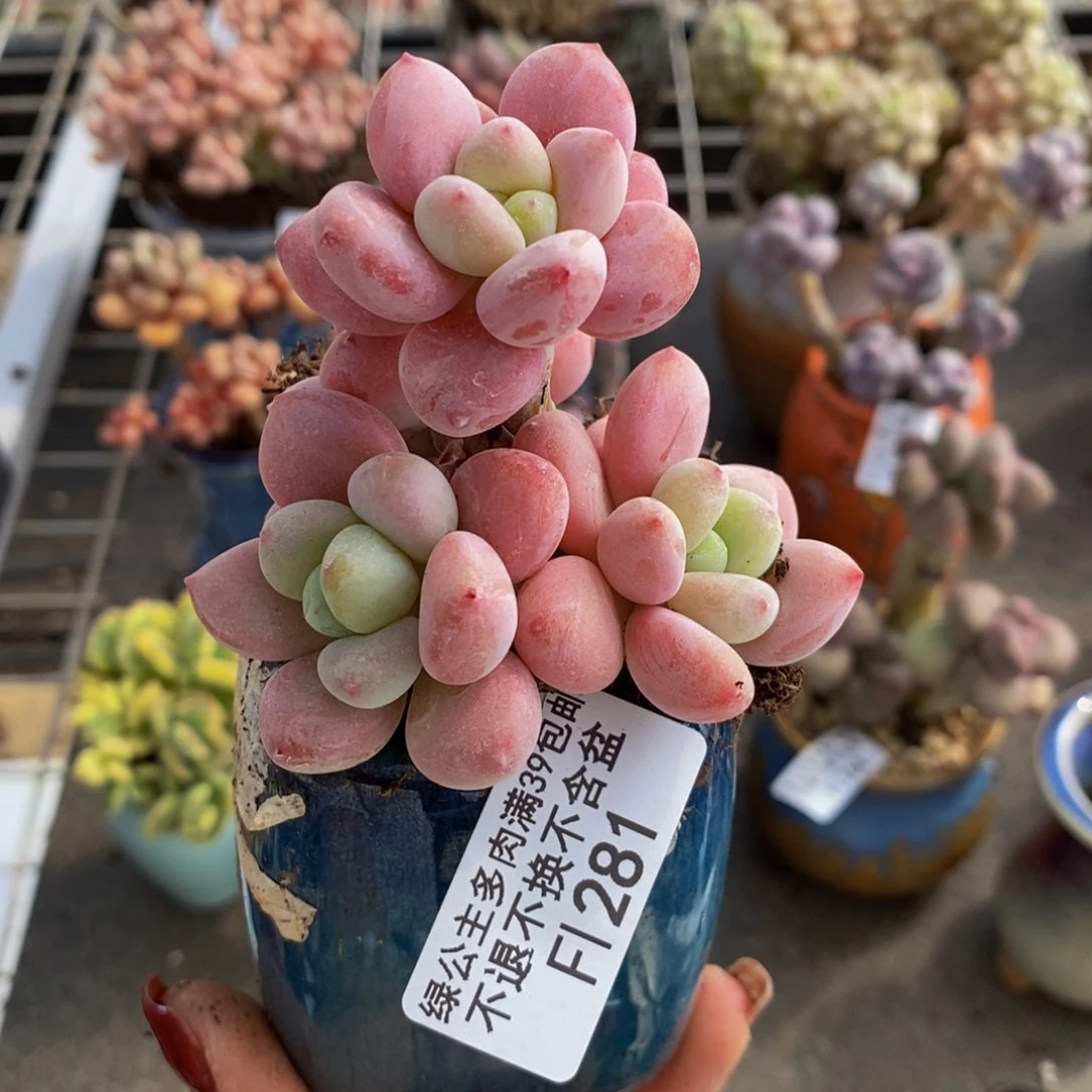 樱花洛神281/6c m