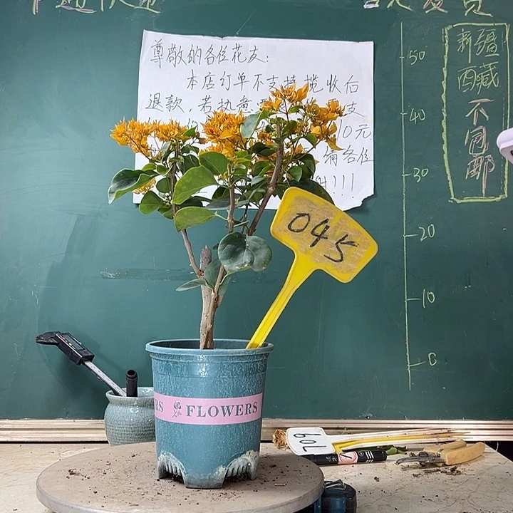 当前无花栽培后可以开花重瓣黄045