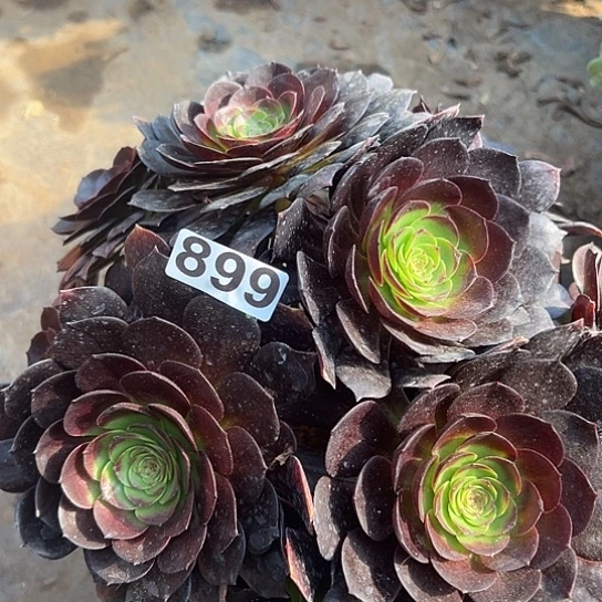 红*多肉植物一个