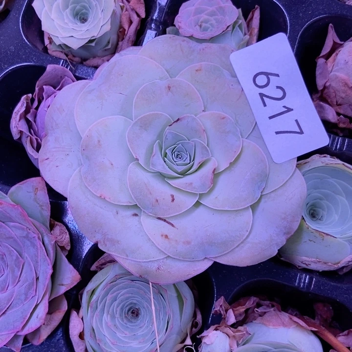 6217山地玫瑰单头