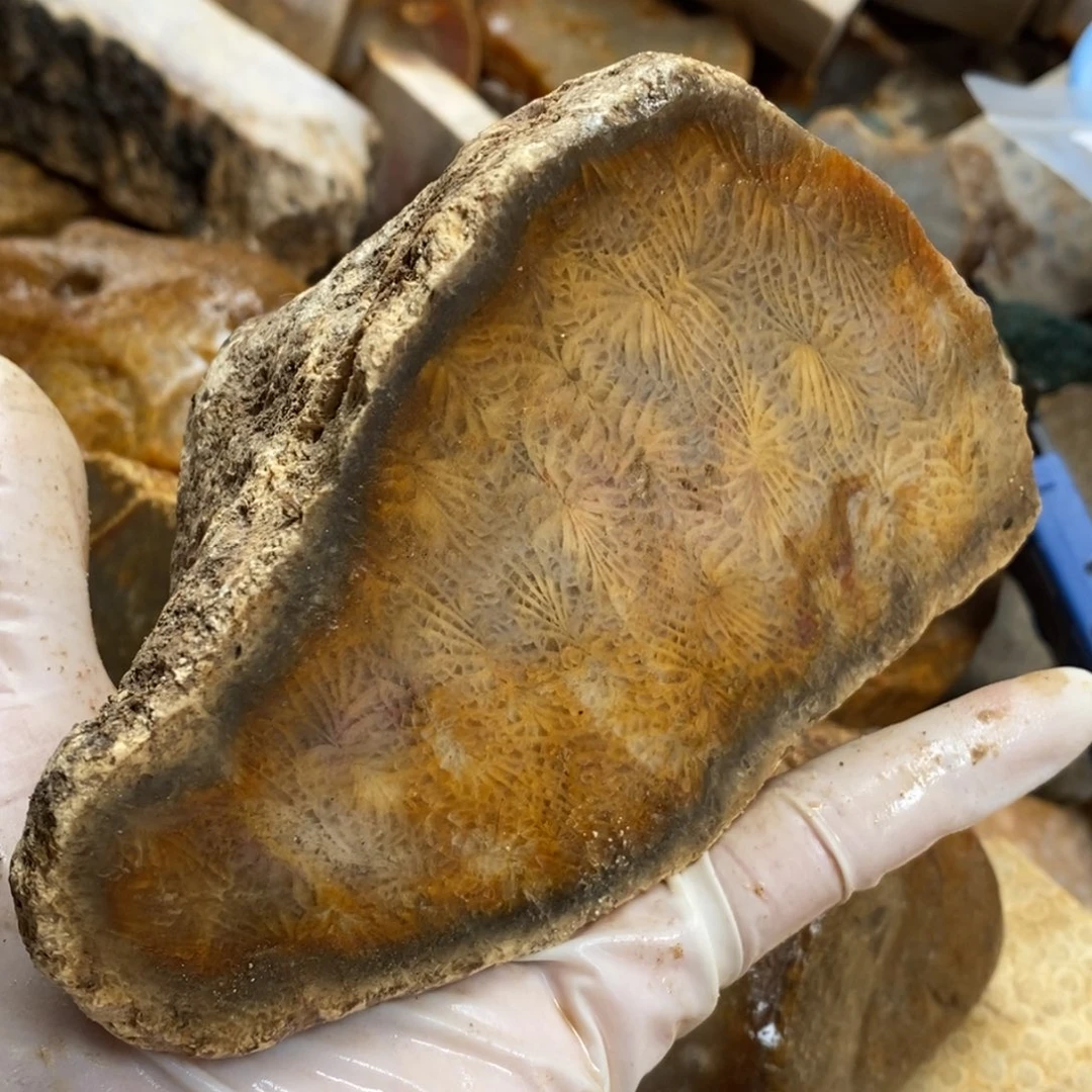 【闪购商品】硅化玉颈饰未镶嵌