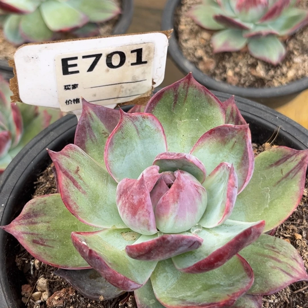 惊鸿一瞥多肉植物701