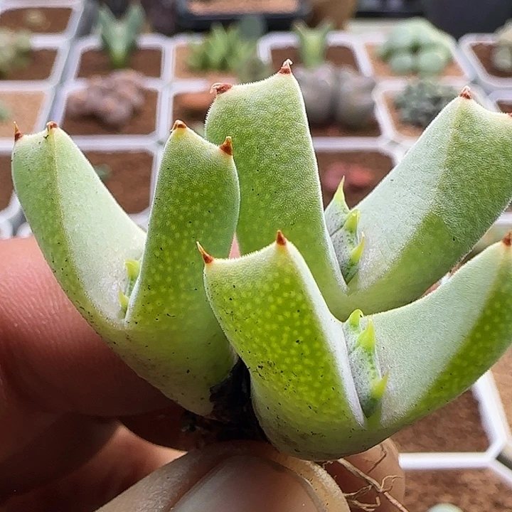 小恶魔。          290