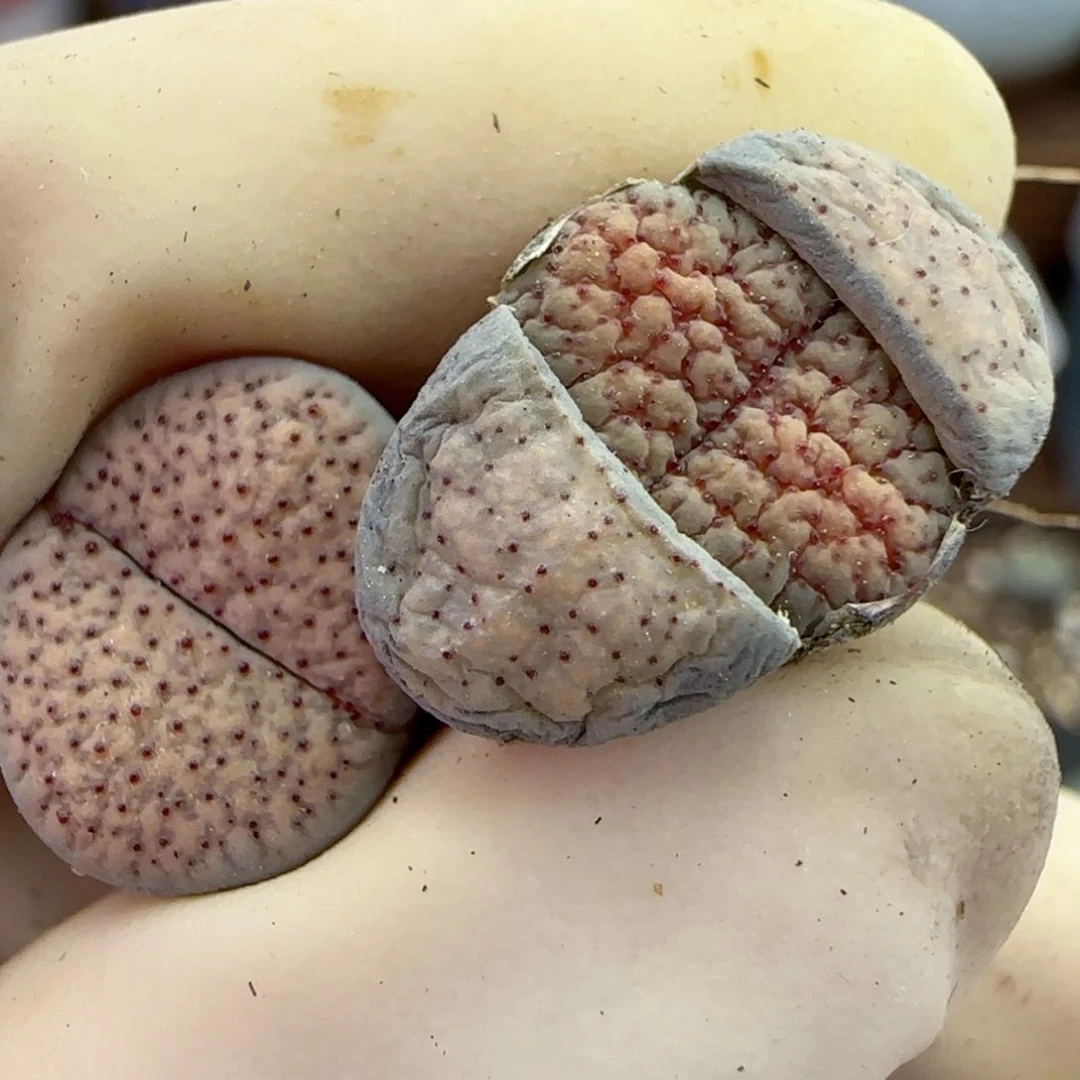 270福利福利福利