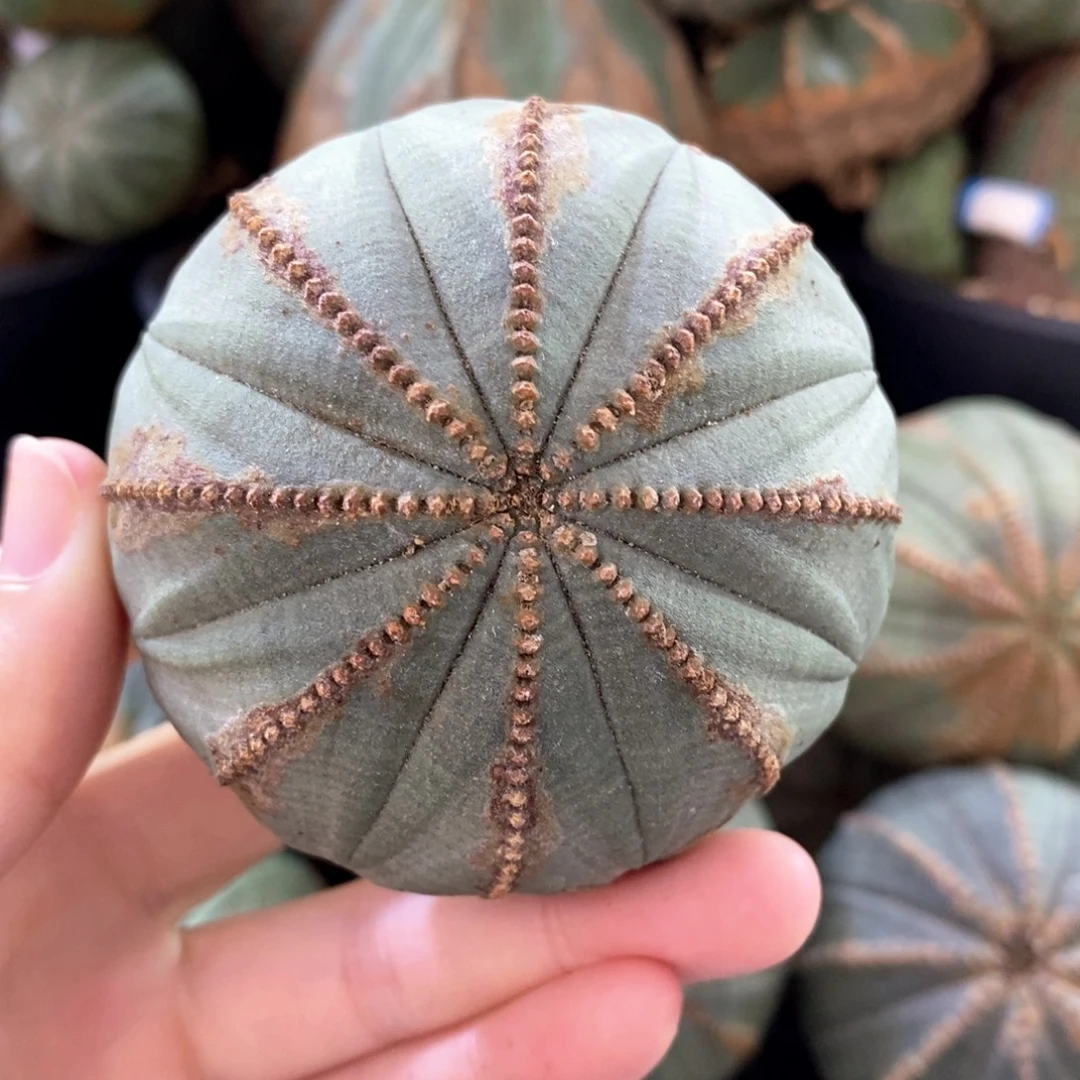 11布纹球精品一物一拍