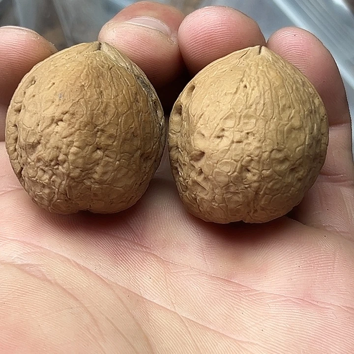 文玩核桃把件11号金蟒35尺