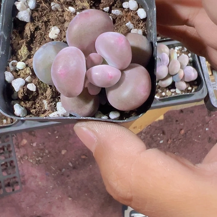 奶酪精品多肉植物