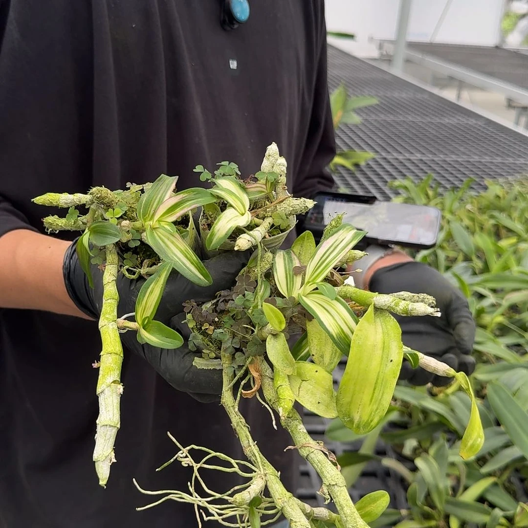 当前无花栽培后可以开花叶艺麝香