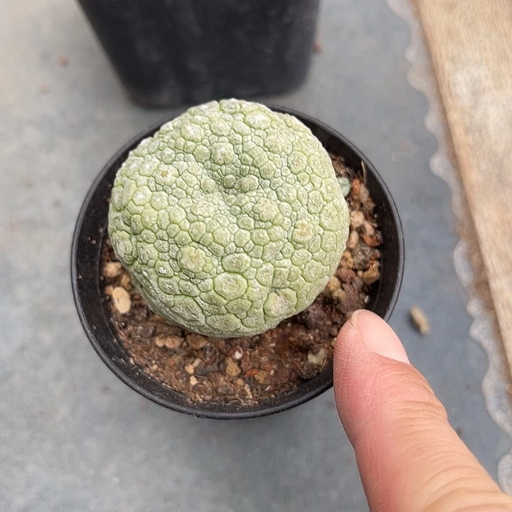 无花朵实生凝蹄玉一物一拍