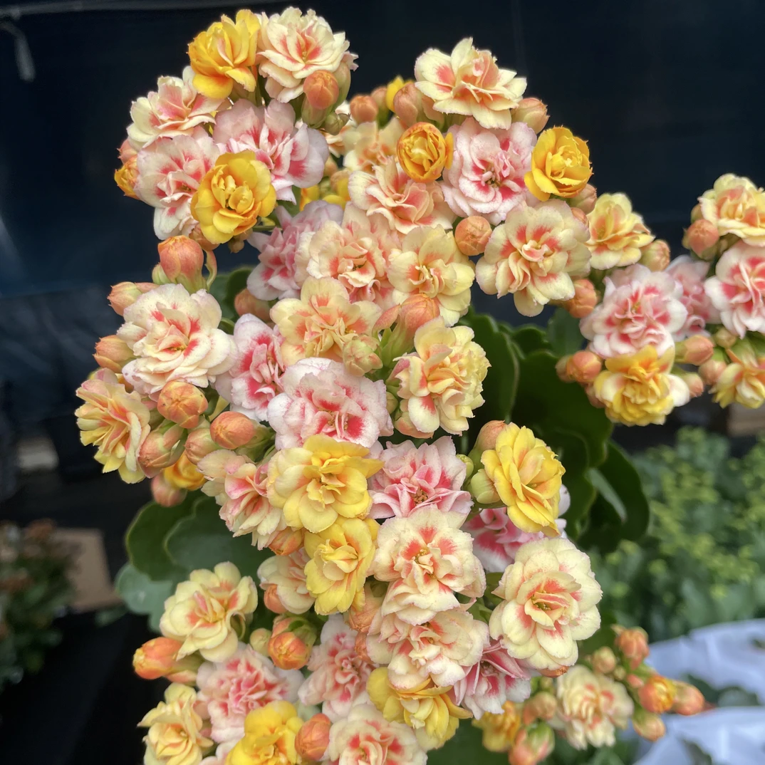 漫卷流光：精品长寿（烂叶黄叶断个别花苞不售后，介意勿拍）