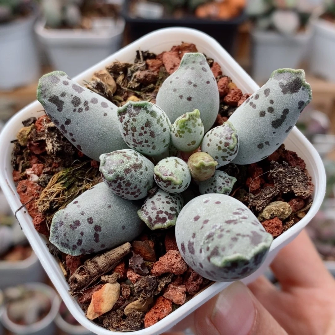 白肌海豹水泡多肉植物